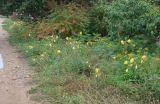 Oenothera glazioviana