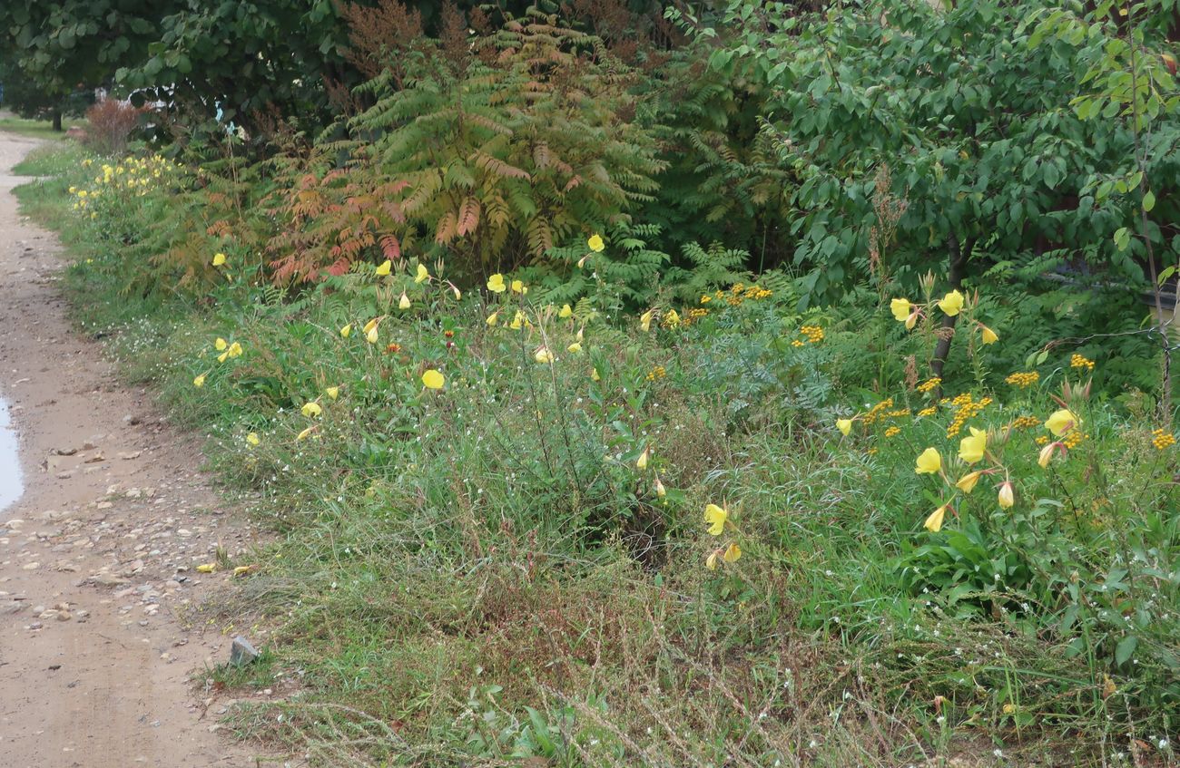 Изображение особи Oenothera glazioviana.