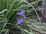 Iris unguicularis. Цветоносные побеги и фрагменты листьев. Испания, автономное сообщество Каталония, провинция Жирона, комарка Баш-Эмпорда, муниципалитет Палафружель, ботанический сад \"Кап-Роч\". 19.03.2023.