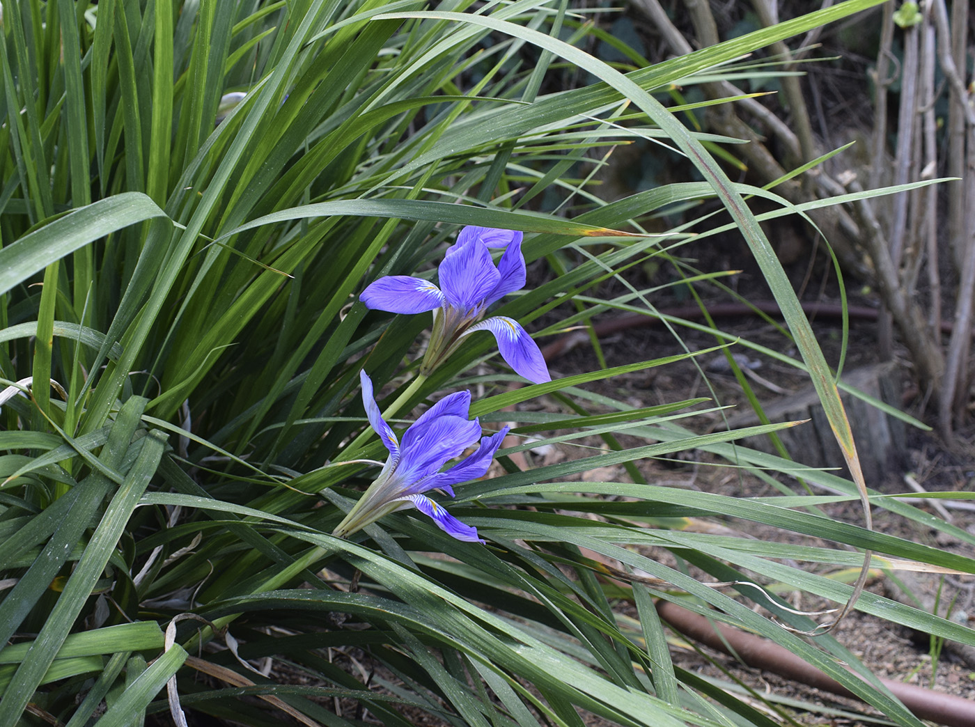 Image of Iris unguicularis specimen.