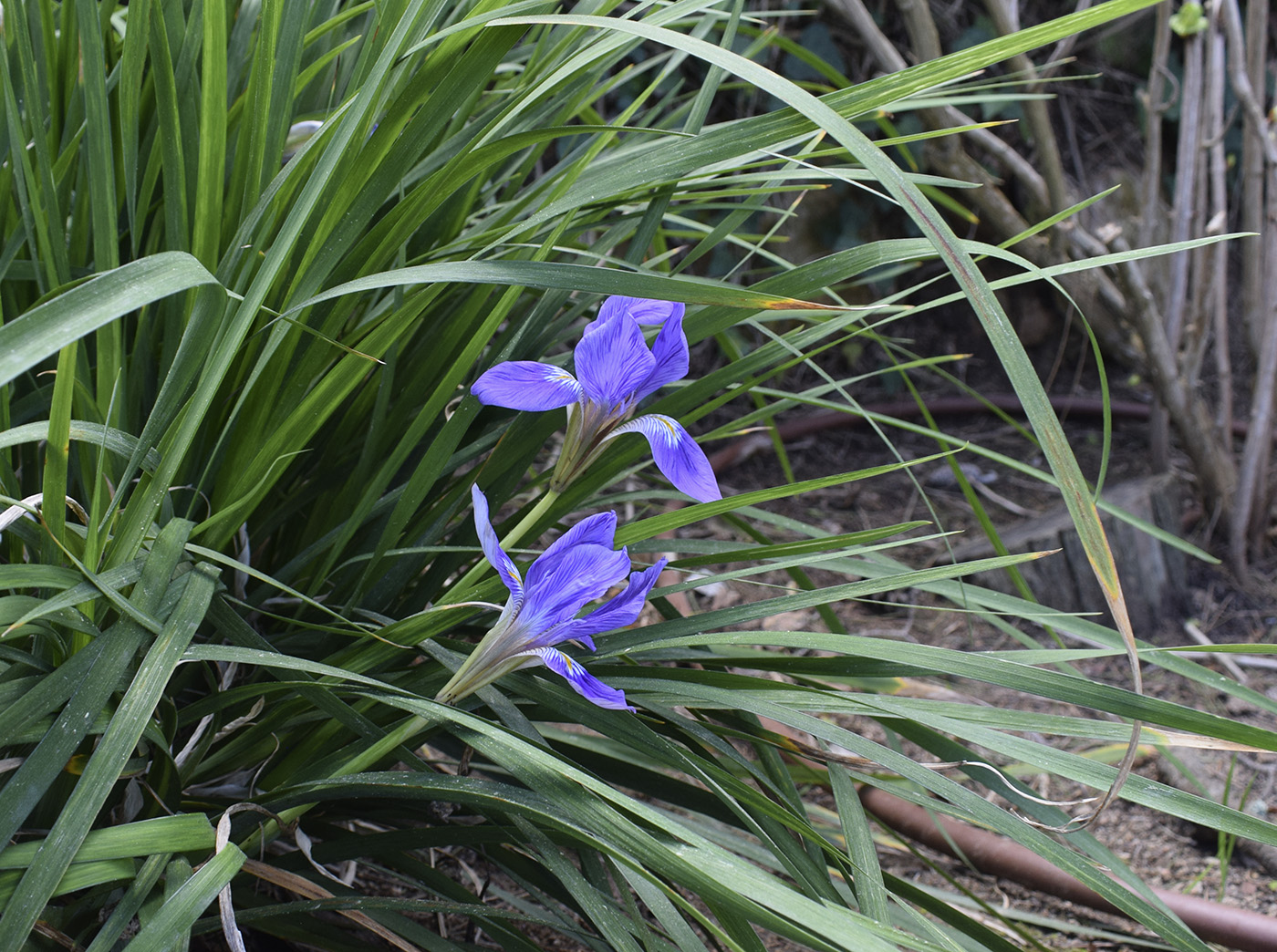 Изображение особи Iris unguicularis.