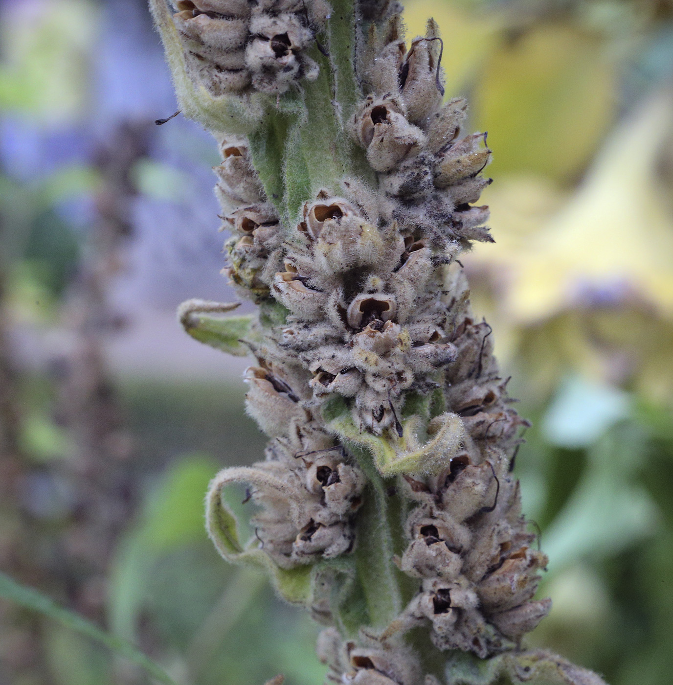 Image of Verbascum densiflorum specimen.