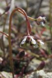 Hymenolobus procumbens