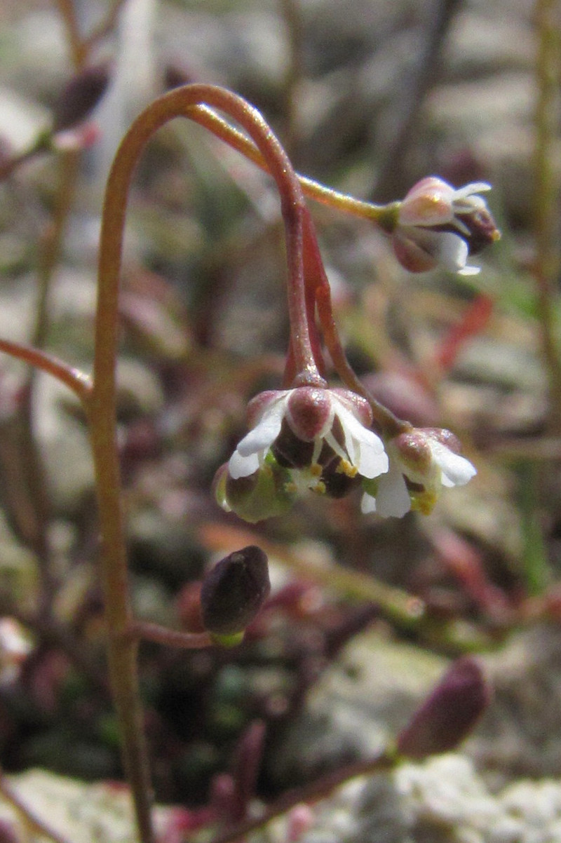 Изображение особи Hymenolobus procumbens.