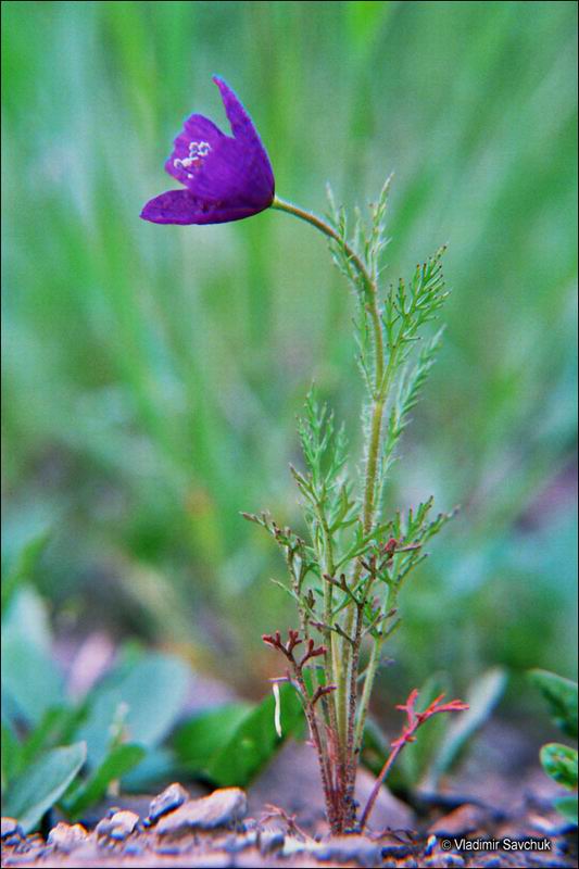 Изображение особи Roemeria hybrida.