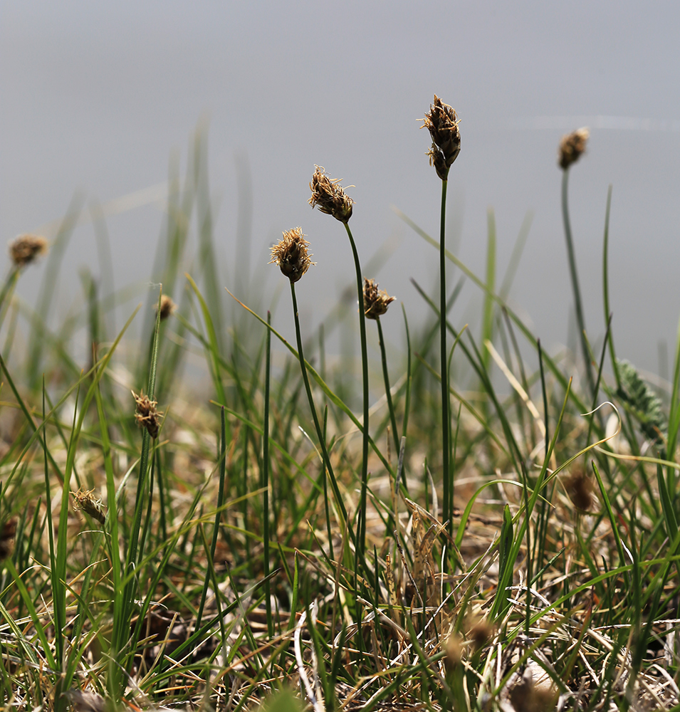 Изображение особи Carex duriuscula.