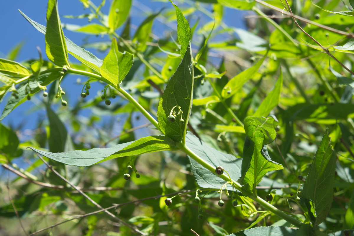 Image of Scrophularia lateriflora specimen.