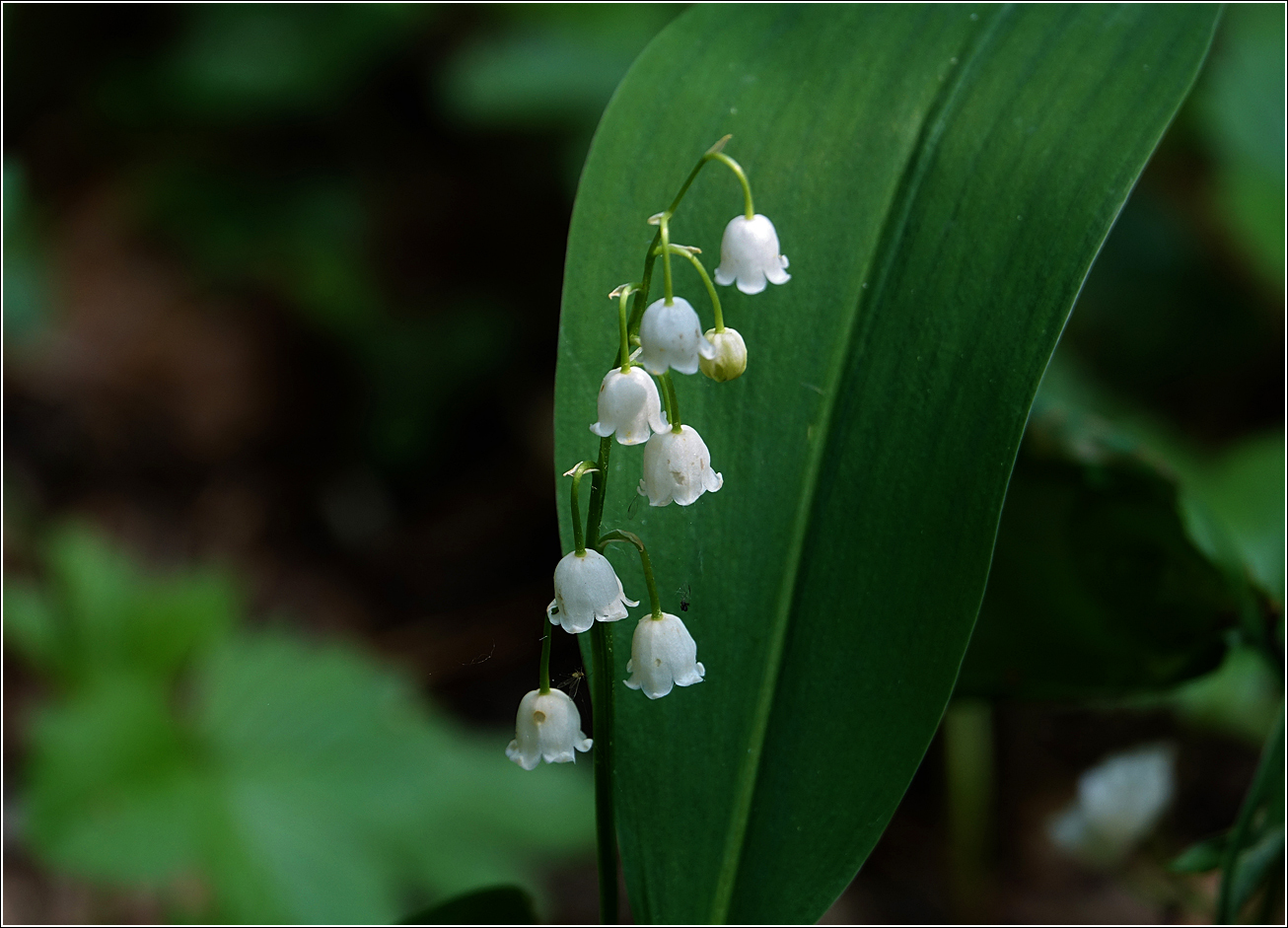 Изображение особи Convallaria majalis.