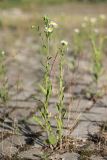 Erigeron annuus