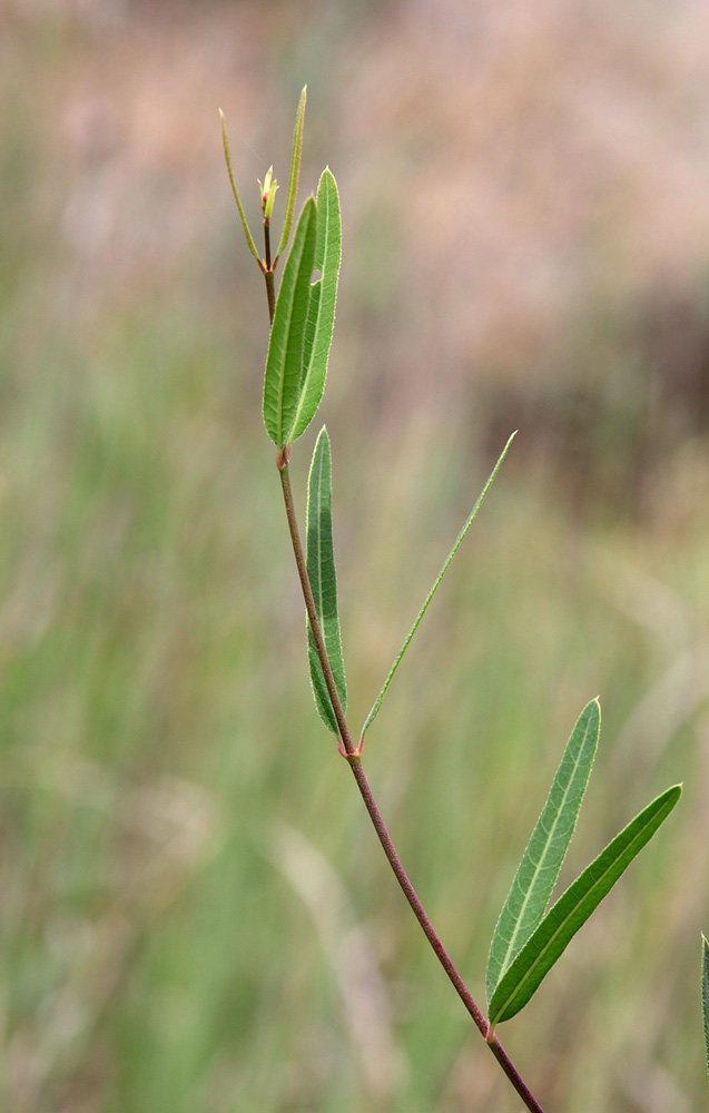 Image of Trachomitum scabrum specimen.