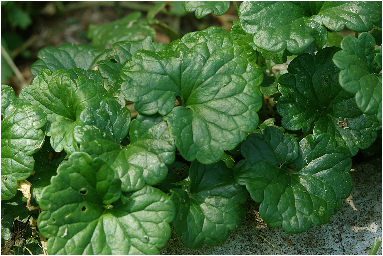 Изображение особи Glechoma hederacea.