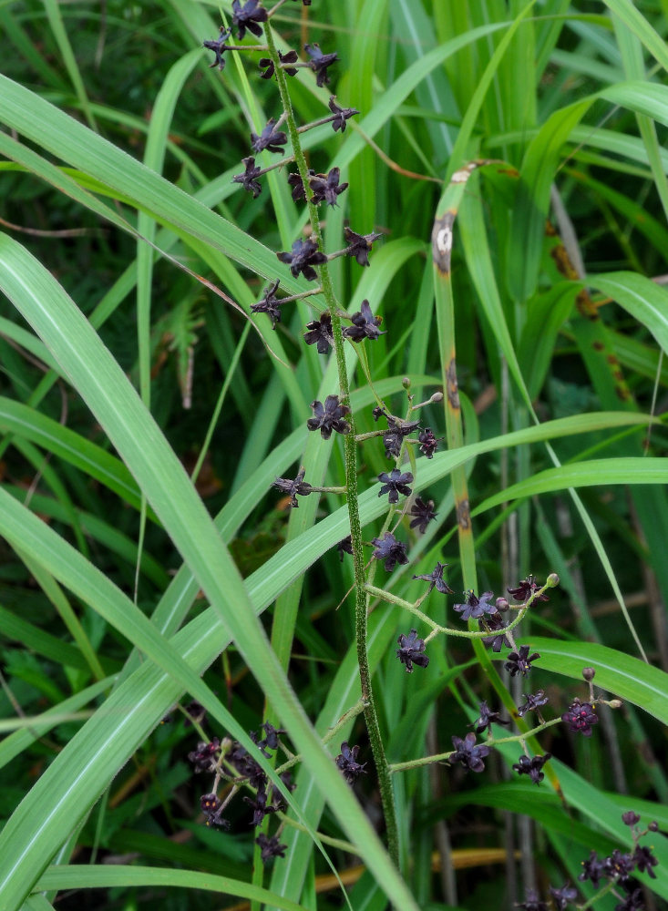 Image of Veratrum maackii specimen.