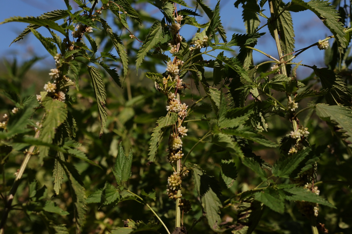 Image of genus Cuscuta specimen.