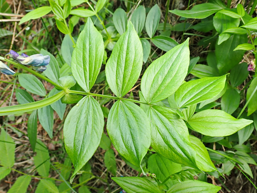 Image of Lathyrus komarovii specimen.