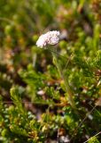 Antennaria dioica. Верхушка цветущего мужского растения. Мурманская обл., Кольский р-н, сельское поселение Териберка, о. Кильдин, окр. маяка Кильдинский восточный, вороничная тундра. 24.06.2023.