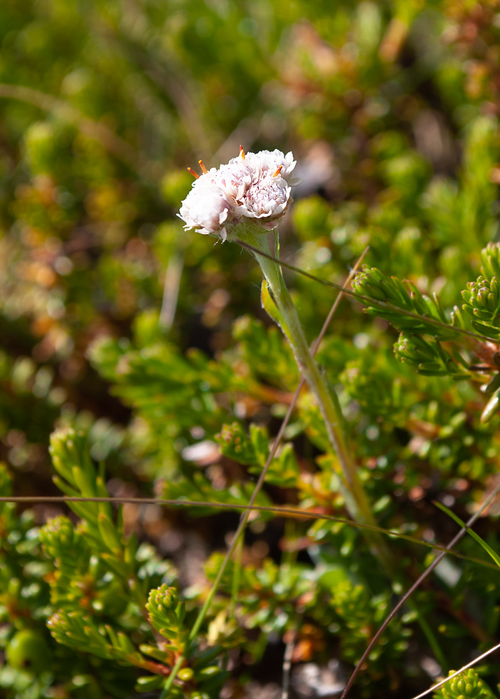 Изображение особи Antennaria dioica.