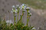 Swertia marginata