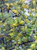 Ribes aureum