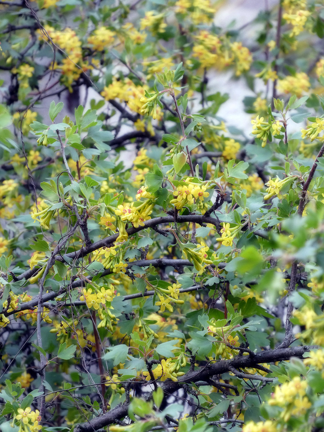 Изображение особи Ribes aureum.