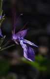 Teucrium orientale