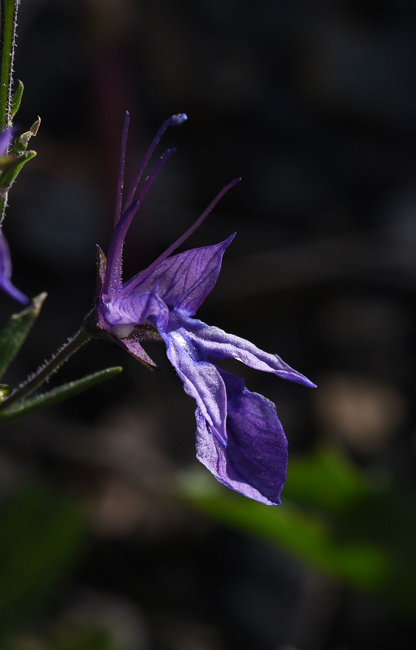 Image of Teucrium orientale specimen.