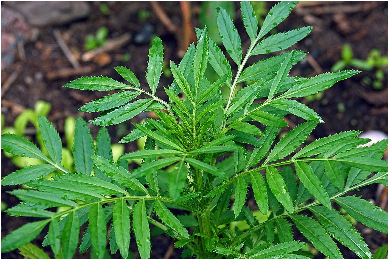 Изображение особи Tagetes erecta.