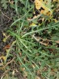 Crambe tataria