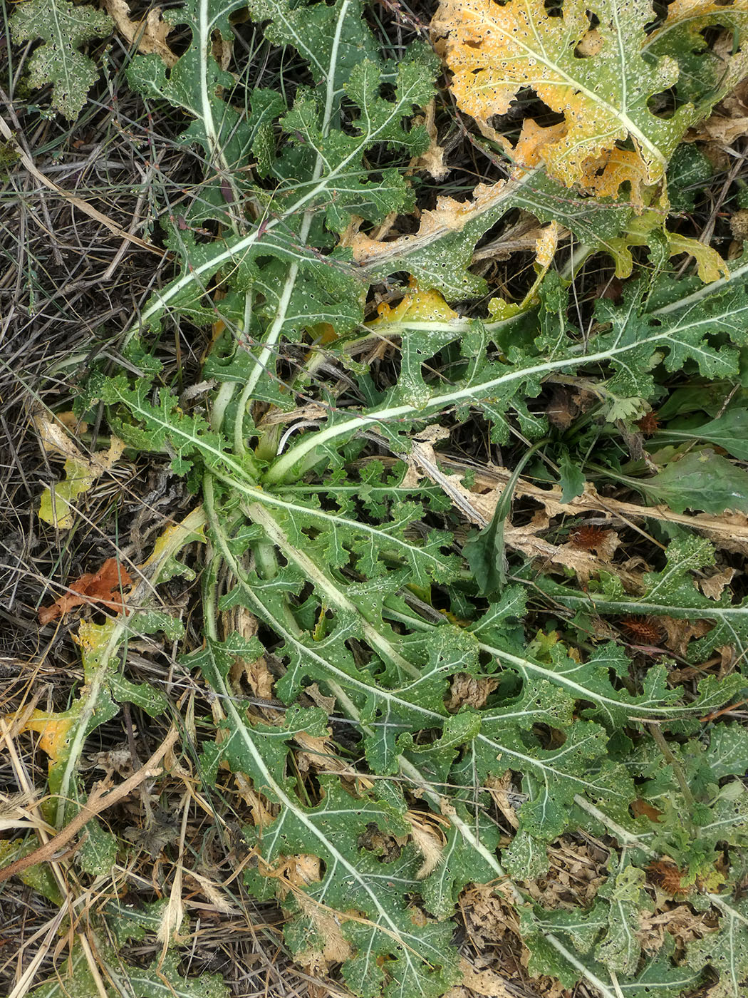 Image of Crambe tataria specimen.