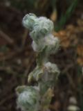 Bombycilaena erecta