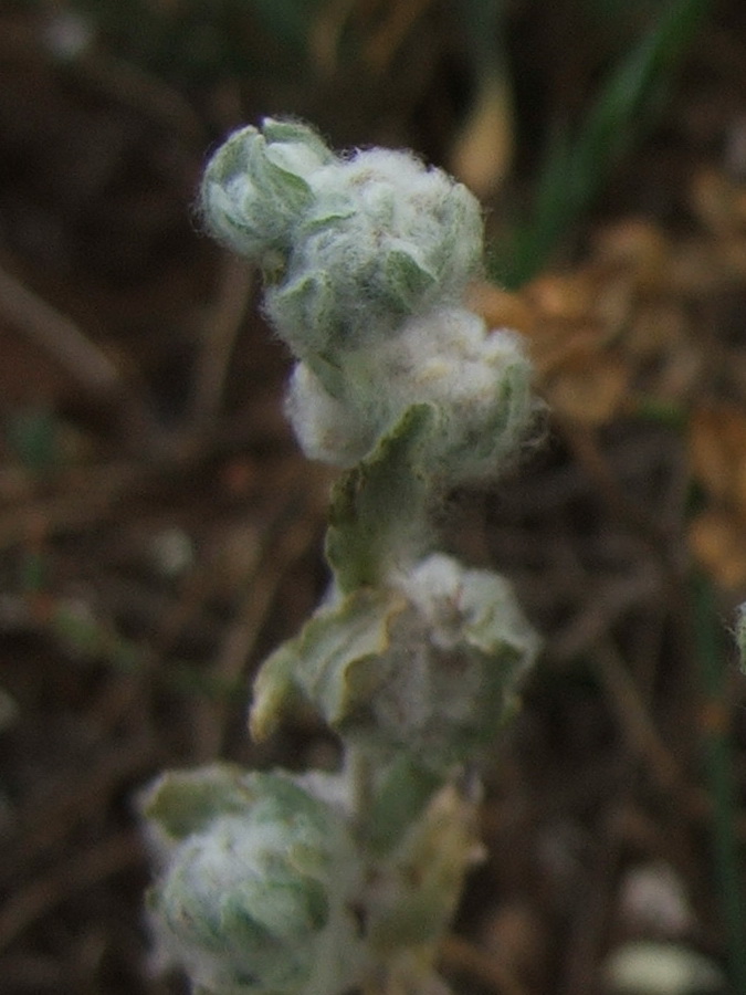 Image of Bombycilaena erecta specimen.