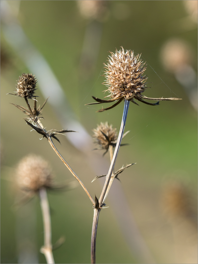 Изображение особи Eryngium planum.