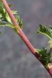 Potentilla intermedia. Часть побега. Ленинградская обл., г. Приморск, окр. кирхи Св. Марии Магдалины, берег бухты Катерлахти, в щели между каменными плитами основания звонницы. 11.06.2023.