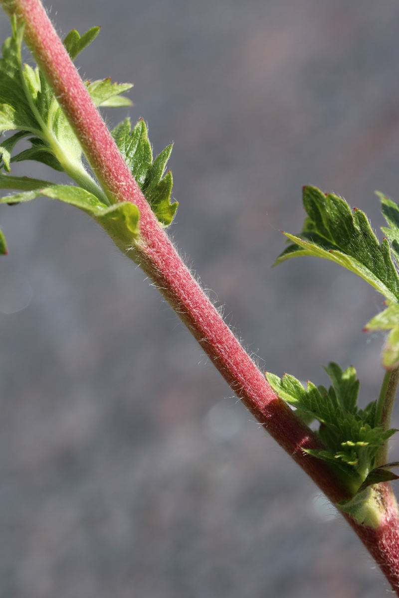 Image of Potentilla intermedia specimen.