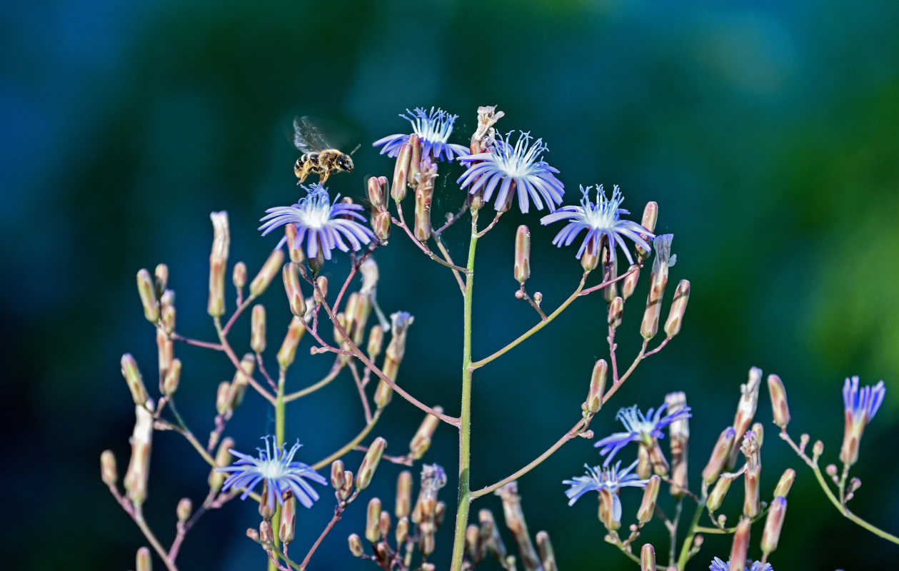 Image of Lactuca tatarica specimen.