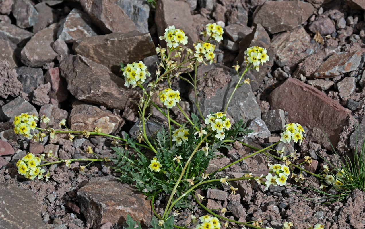 Изображение особи Chorispora macropoda.