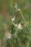 Delphinium rugulosum