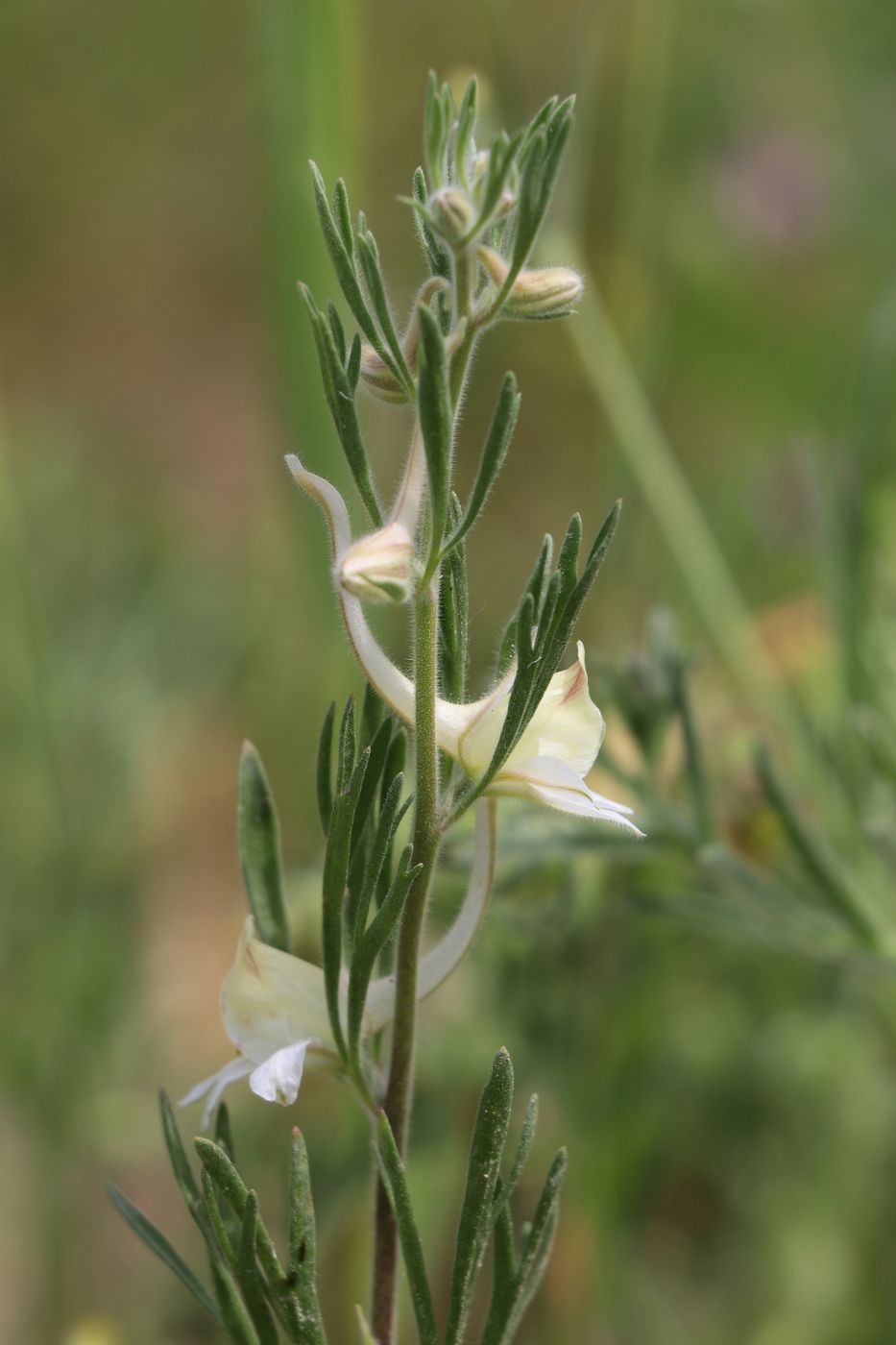 Изображение особи Delphinium rugulosum.