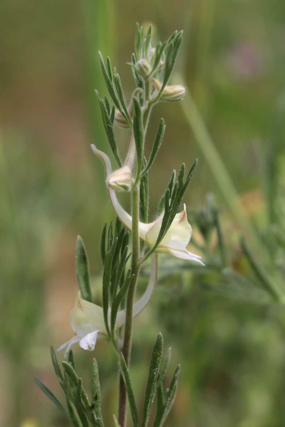 Image of Delphinium rugulosum specimen.