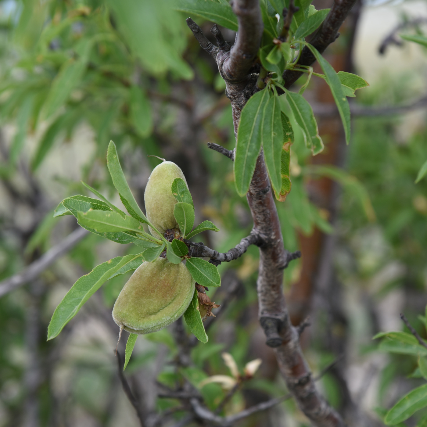 Изображение особи Amygdalus communis.