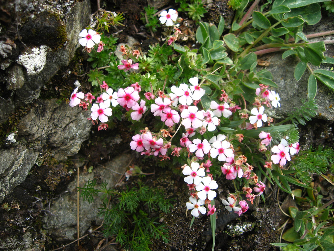 Image of Androsace barbulata specimen.