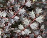 Acaena microphylla