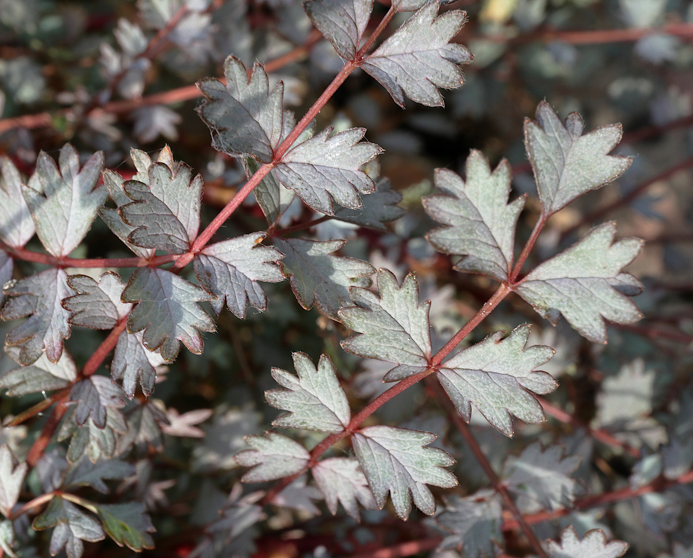 Image of Acaena microphylla specimen.