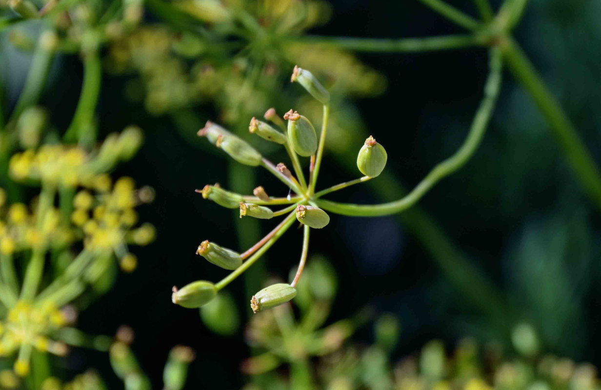 Изображение особи семейство Apiaceae.