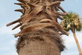 Washingtonia filifera. Верхняя часть ствола с засохшими основаниями листьев. Египет, мухафаза Эль-Гиза, р-н Эль-Бадрашейн, пос. Мит-Рахина, музей Рамзеса II, в озеленении. 03.01.2024.