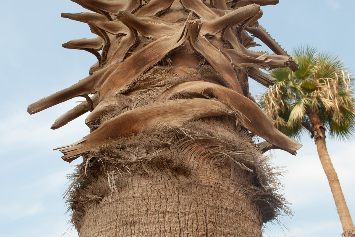 Image of Washingtonia filifera specimen.