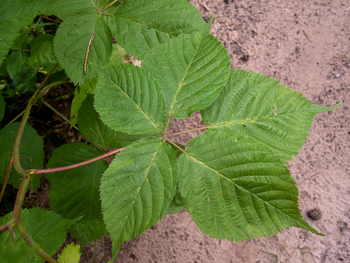 Изображение особи Rubus allegheniensis.