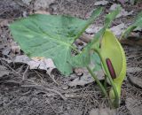 Arum orientale