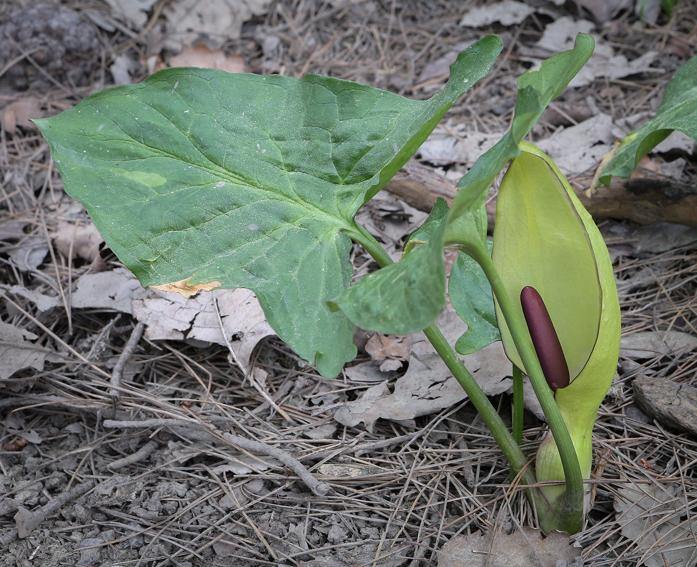 Изображение особи Arum orientale.