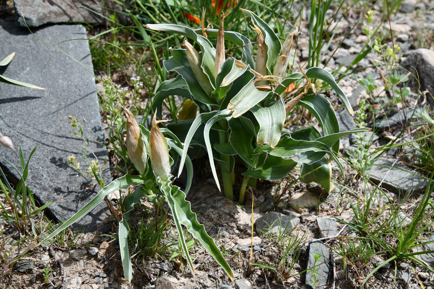 Image of Juno kuschakewiczii specimen.