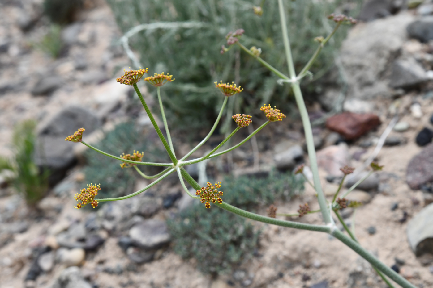 Image of Ferula sugatensis specimen.